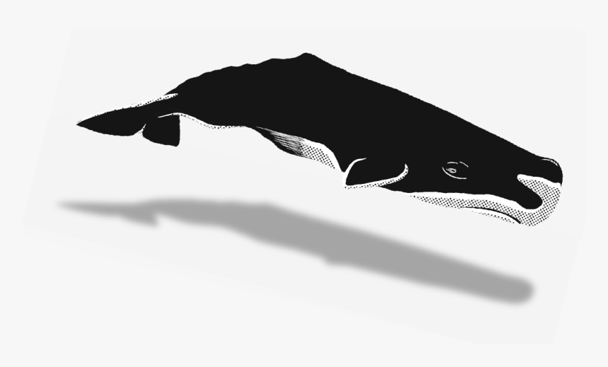 Humpback Whale, HD Png Download, Free Download