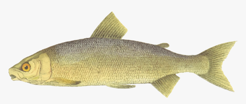 Lake Whitefish Fishing Free - Portable Network Graphics, HD Png Download, Free Download