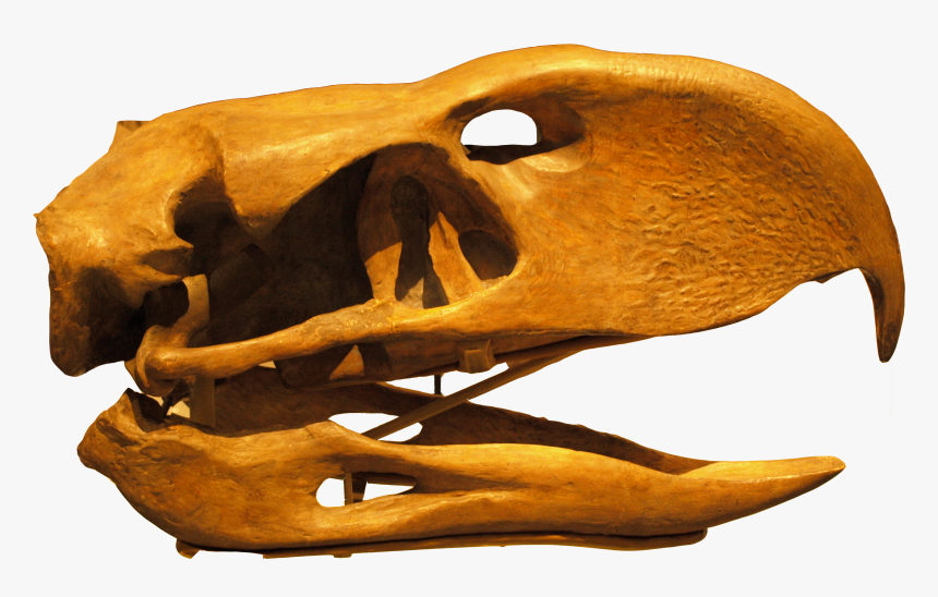 Phorusrhacoslongissimus Skull Backgroundknockedout - Phorusrhacos, HD Png Download, Free Download