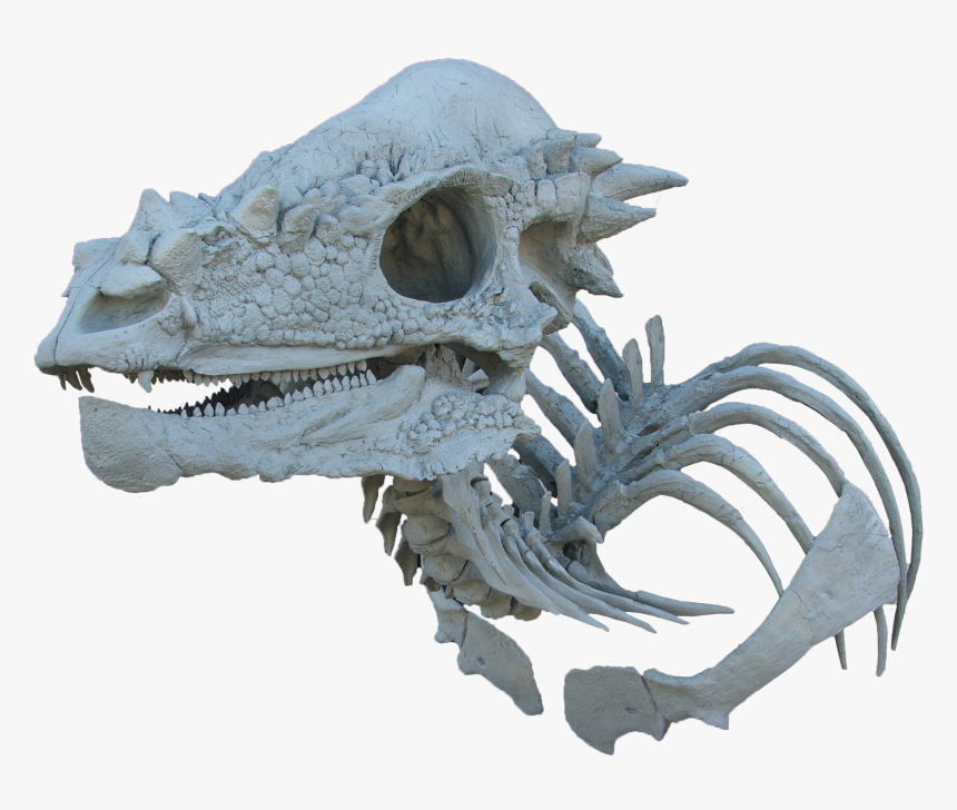 Pachycephalosaurus Bone Skull Transparent, HD Png Download, Free Download