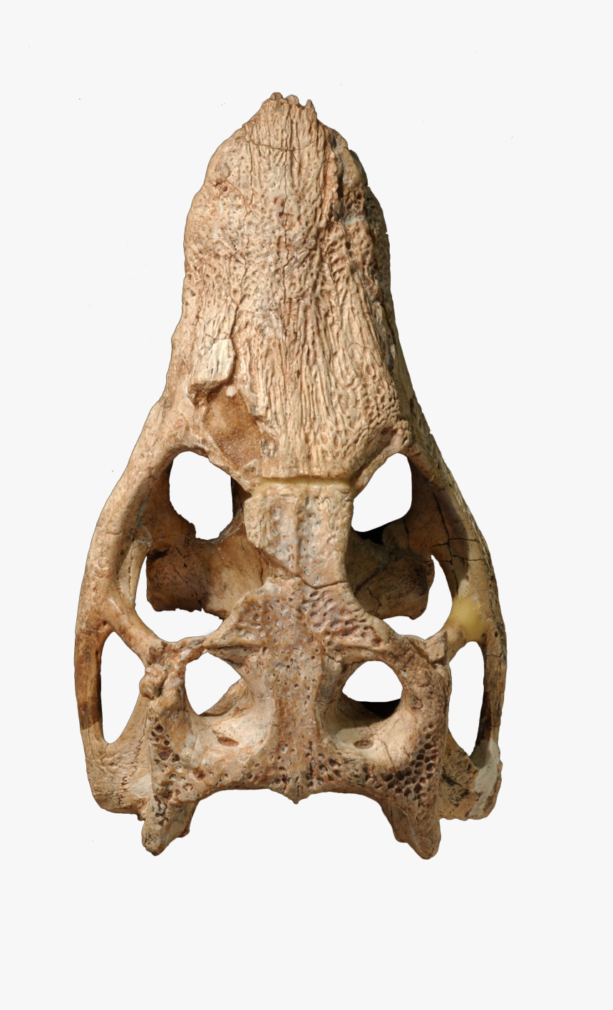 Araripesuchus Skull , Png Download, Transparent Png, Free Download