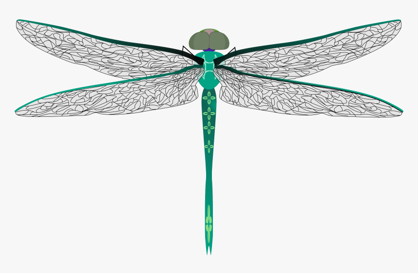 Clipart Teal Dragonfly - Darning Needle Bug, HD Png Download, Free Download