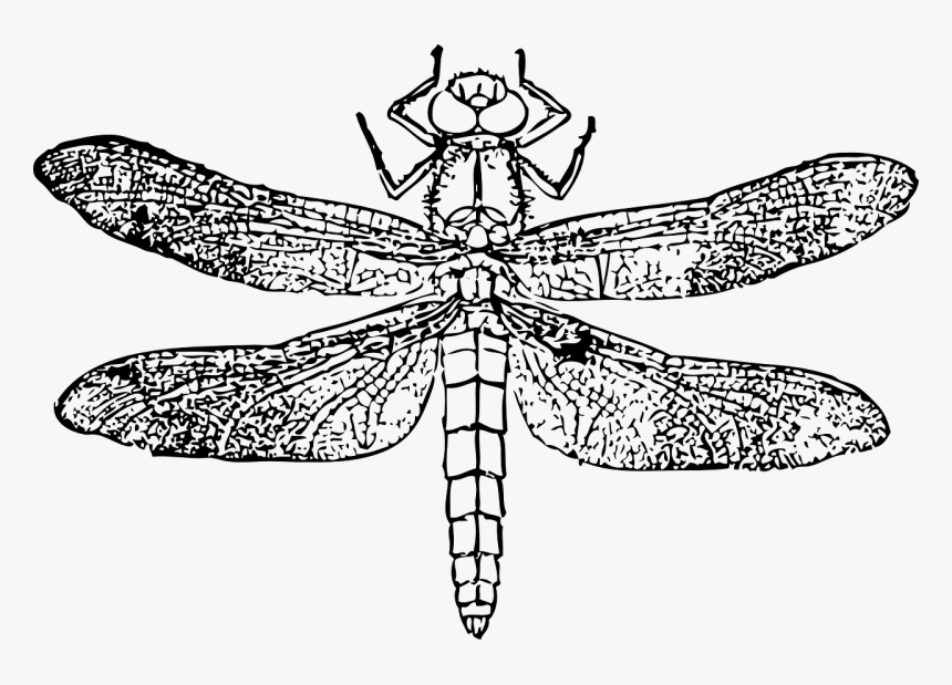 Insect Helicopter Clipart Black And White, HD Png Download, Free Download