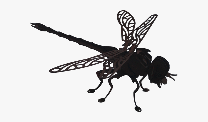 Net-winged Insects, HD Png Download, Free Download