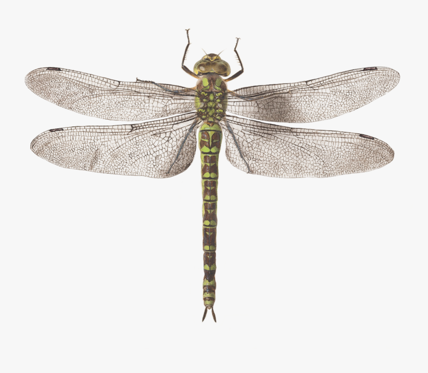 Clip Art Dragonfly Images - Dragon Fly, HD Png Download, Free Download