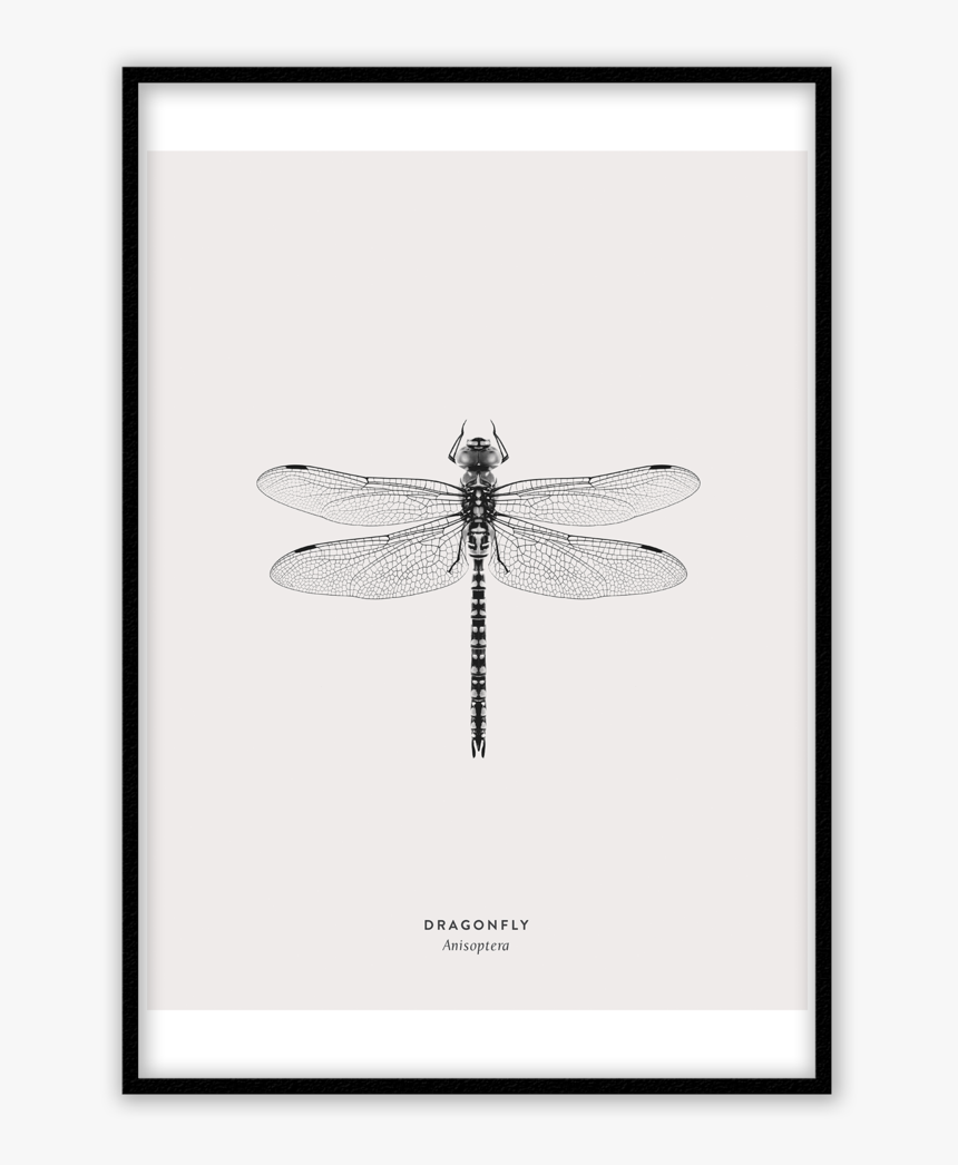 Dragonfly Silhouette Png, Transparent Png, Free Download