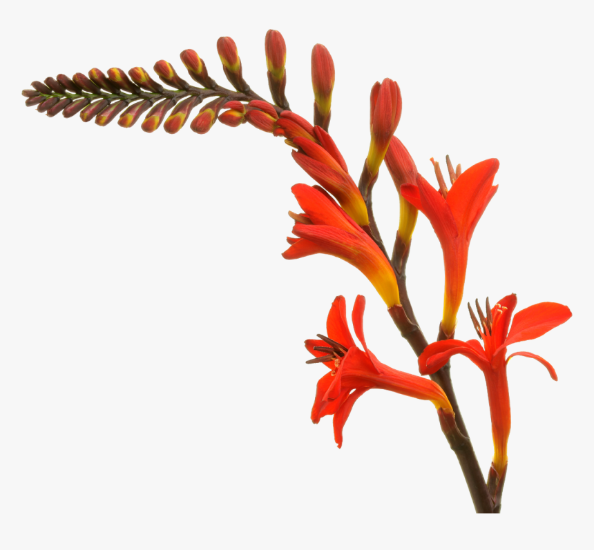 Heliconia, HD Png Download, Free Download