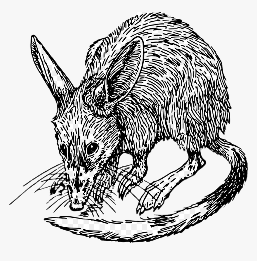 Bilby Black And White Drawing Clip Arts, HD Png Download, Free Download