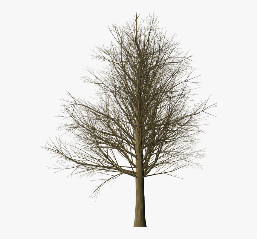 Árbol, Ramas, Sin Hojas, Aislados, Rama, Rama De Árbol - Tree Png Leafless, Transparent Png, Free Download