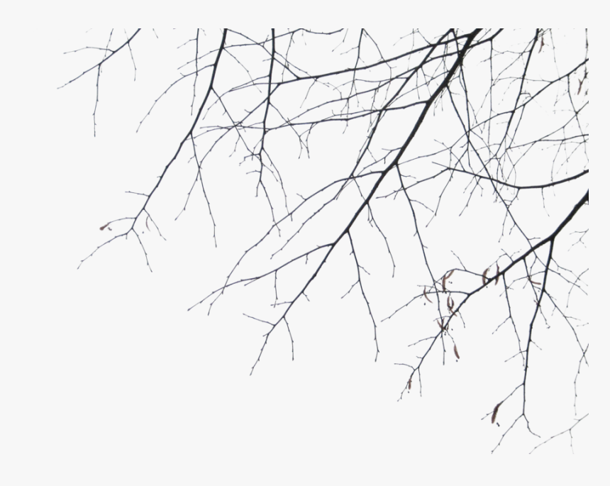 #tree #ramas #blackandwhite #black #dark #tumblr #arbol - Branches, HD Png Download, Free Download