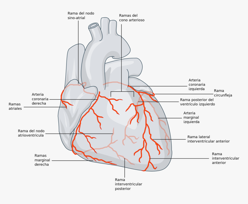 Surco Transversal Y Longitudinal Del Corazon, HD Png Download, Free Download