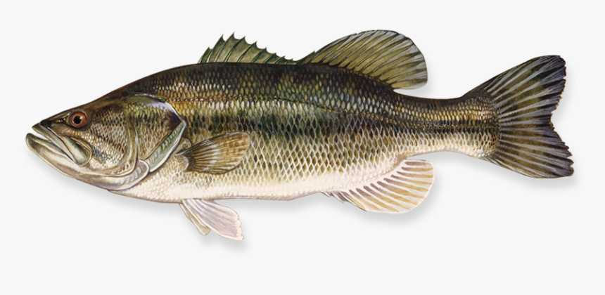 Fish Png - Largemouth Bass, Transparent Png, Free Download