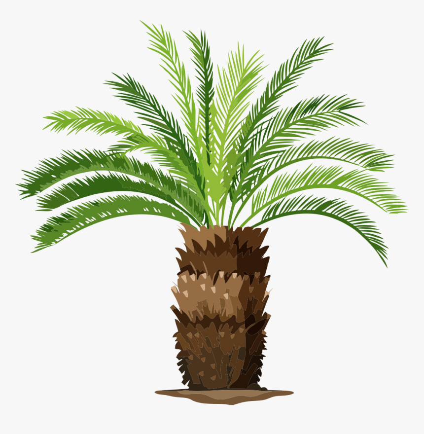 Howea Kentia - Palms Plants, HD Png Download, Free Download