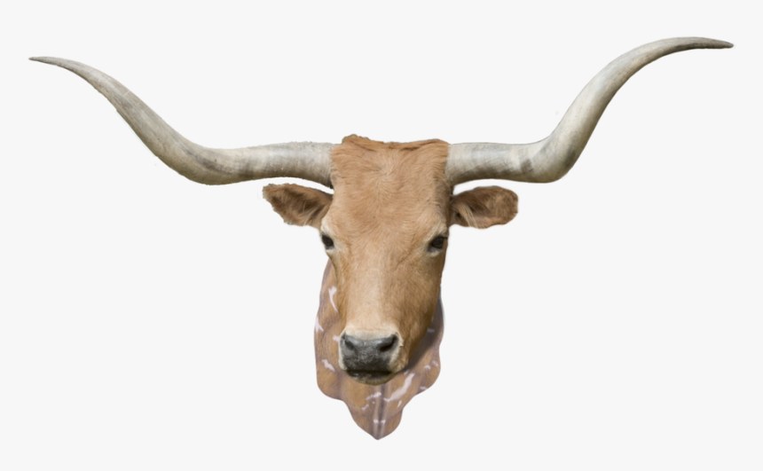 Cowwithneck - Bull, HD Png Download, Free Download