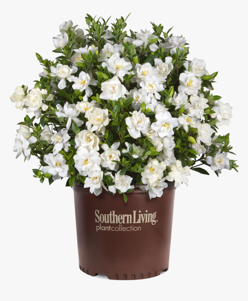 Jubilation Gardenia"

 
 Data Rimg="lazy"
 Data Rimg - Southern Living Jubilation Gardenia, HD Png Download, Free Download