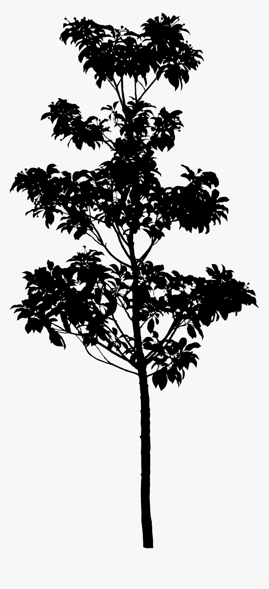 Silhouette Pine Tree Longstalk Holly Photography - Bald Cypress Tree Silhouette Png, Transparent Png, Free Download