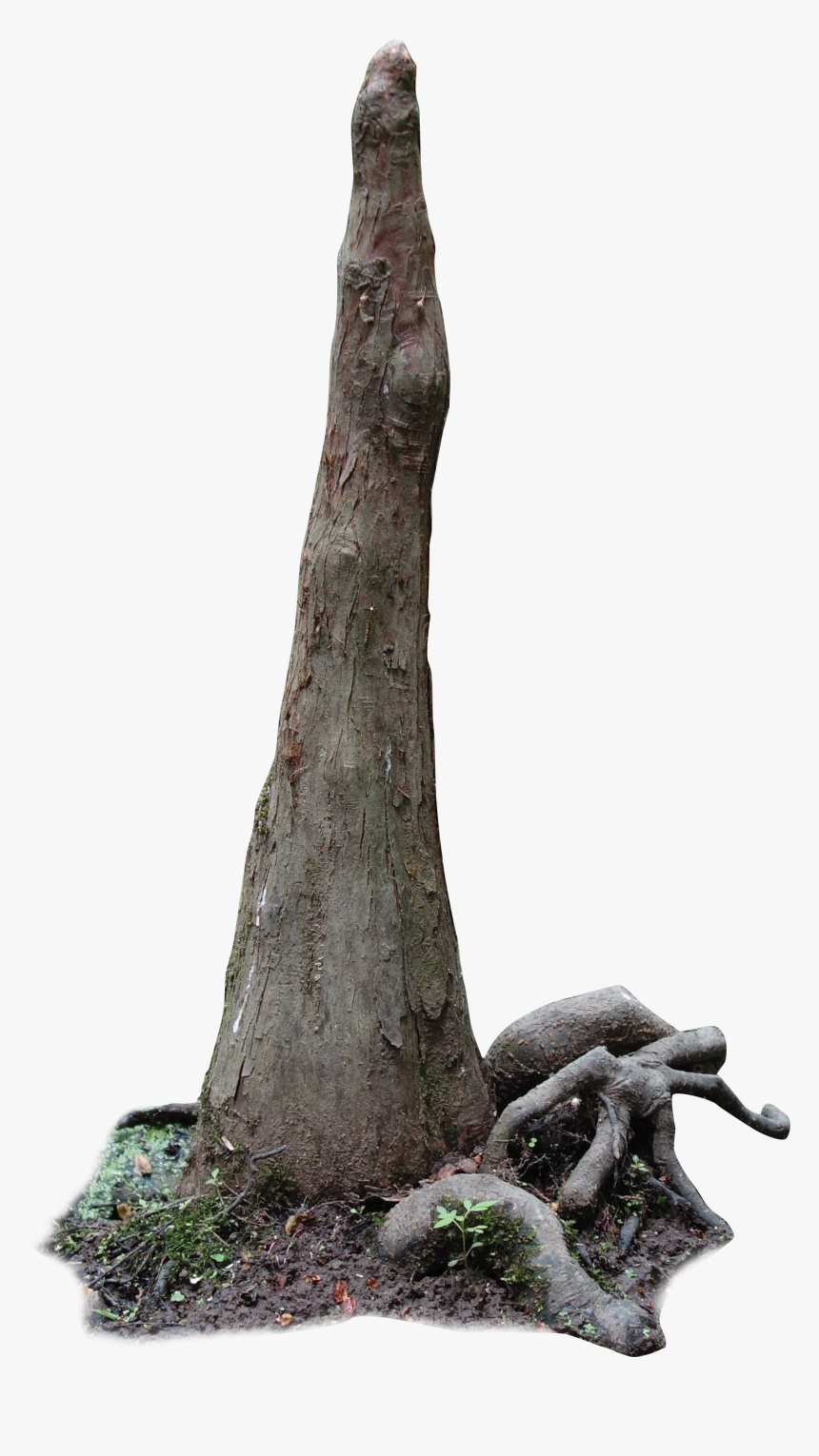 Transparent Cypress Png - Cypress Knees Png, Png Download, Free Download