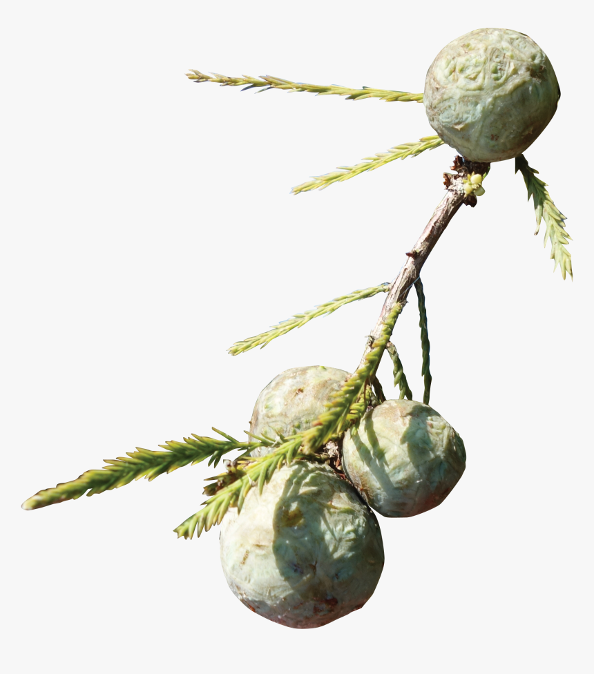 Cypress Knee - Bead - Christmas Tree, HD Png Download, Free Download