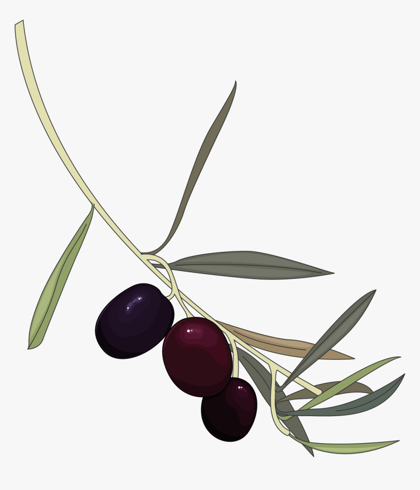 Beach Plum, HD Png Download, Free Download