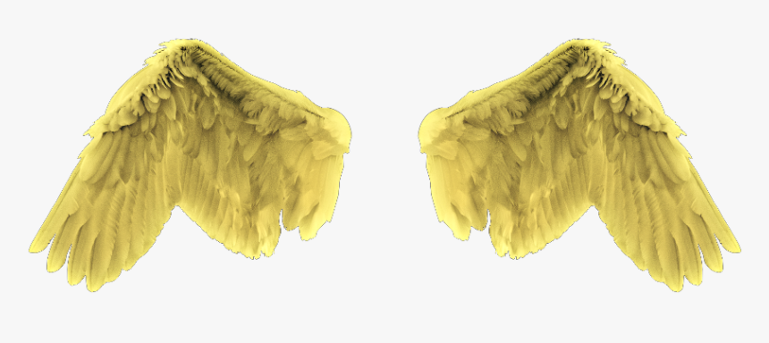 #angel #wings #gold #yellow - Feathers For Editing, HD Png Download, Free Download