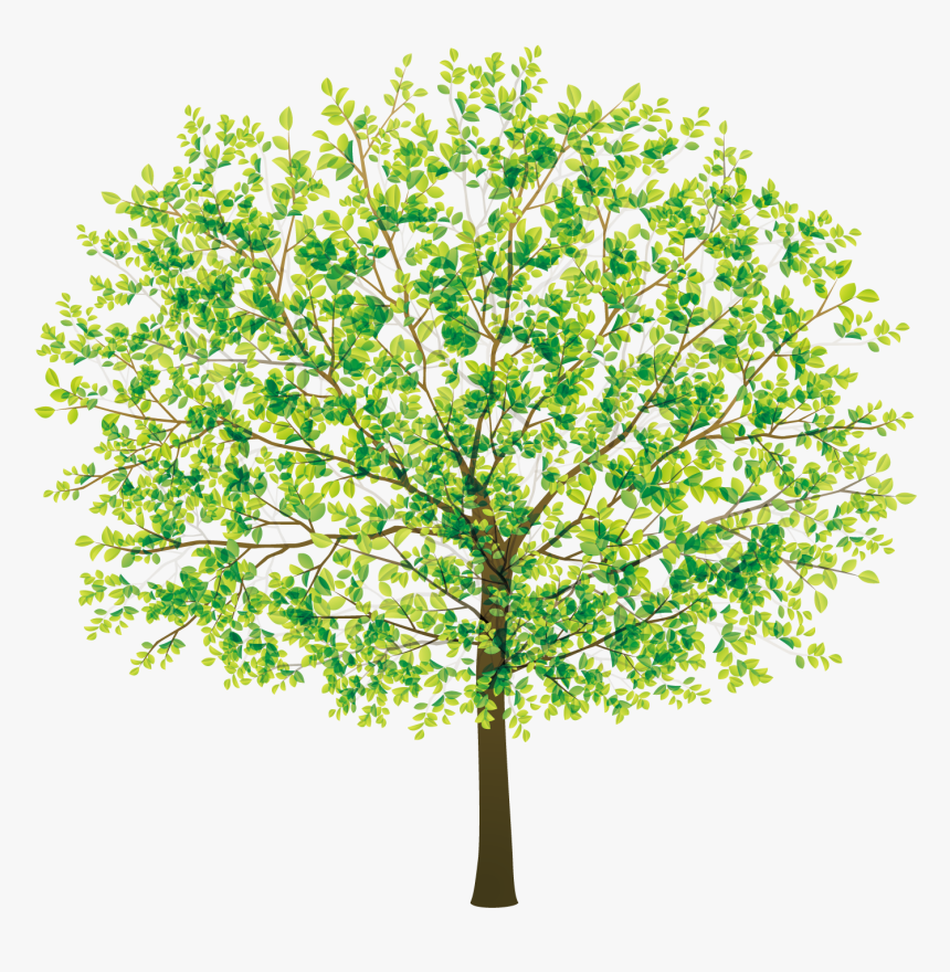 Beautiful Jungle Png Download - Beautiful Tree Transparent, Png Download, Free Download