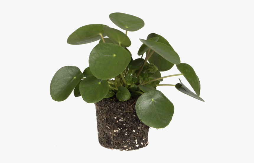 Pancake Plant, HD Png Download, Free Download