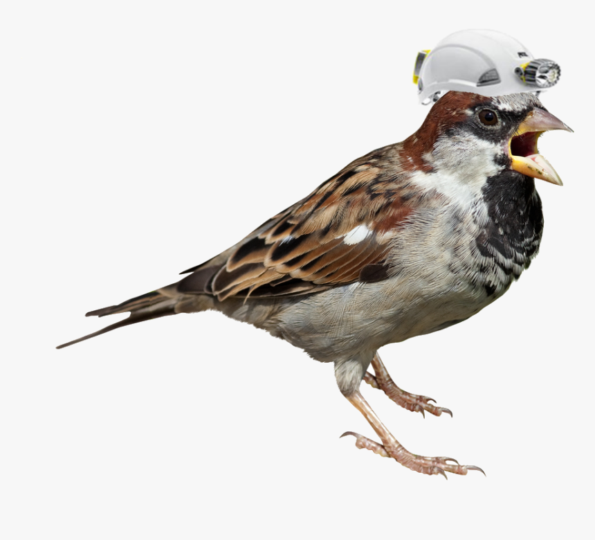 Download Sparrow Png Picture - House Sparrow White Background, Transparent Png, Free Download