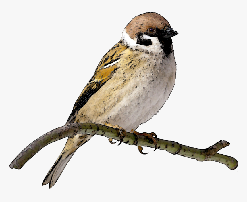 Sparrow Png, Transparent Png, Free Download