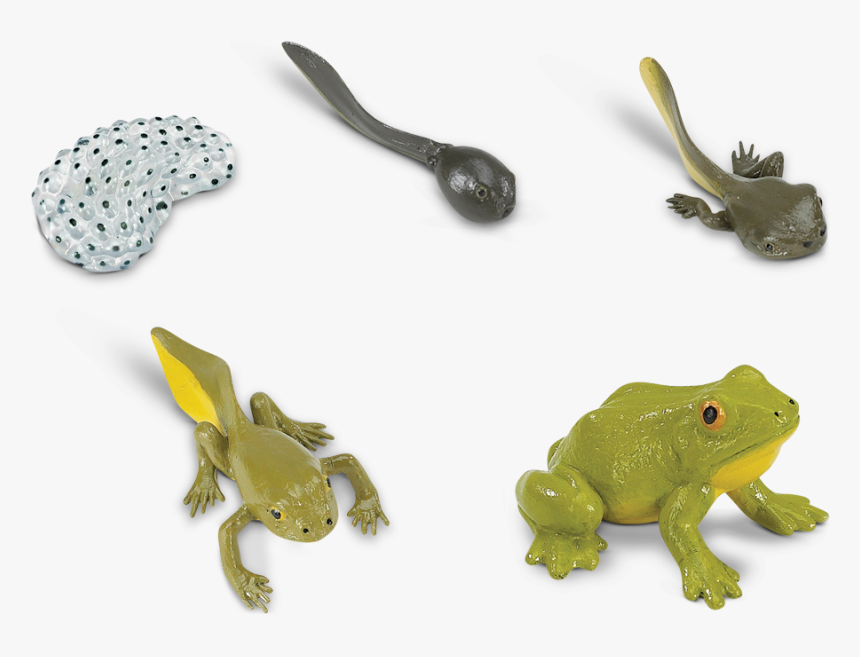 Life Cycle Of A Frog - Real Life Cycle Of A Frog, HD Png Download, Free Download