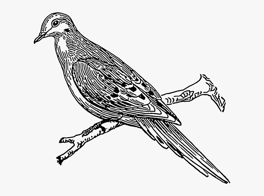 Transparent Dove Bird Png - Outline Image Of Cuckoo, Png Download, Free Download