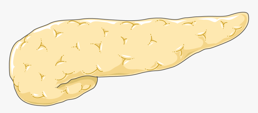 Transparent Pancreas, HD Png Download, Free Download