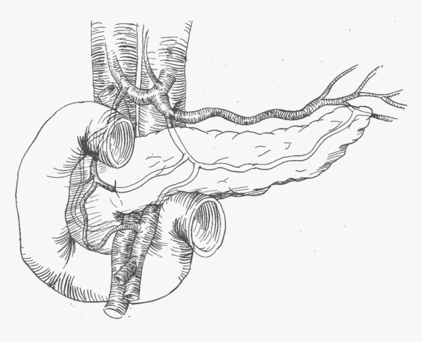 19 Pancreas Drawing Sketch Huge Freebie Download For - Pancreas Drawing