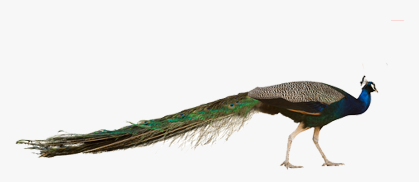 Bird, Peafowl, Stock Photography, Fauna, Feather Png - Peahen With White Background, Transparent Png, Free Download