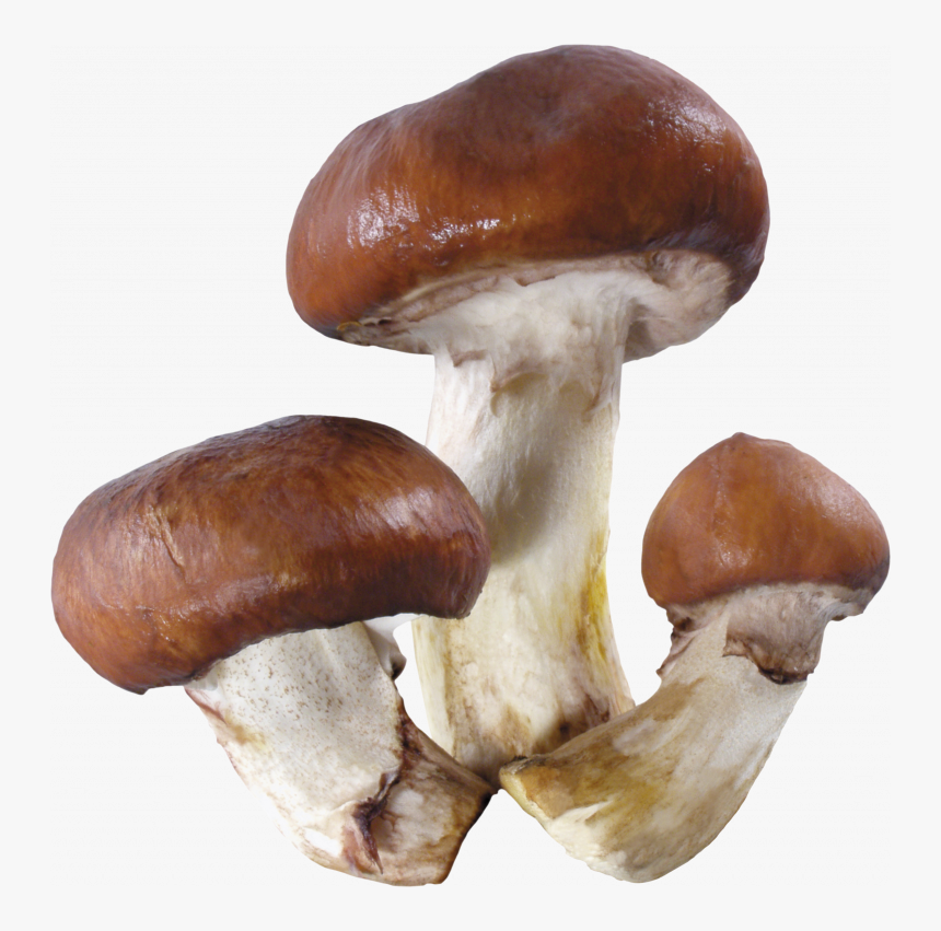 Download This High Resolution Mushroom High Quality - Mushroom Transparent, HD Png Download, Free Download