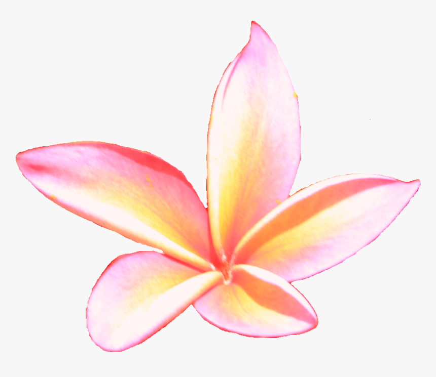 Frangipani, HD Png Download, Free Download