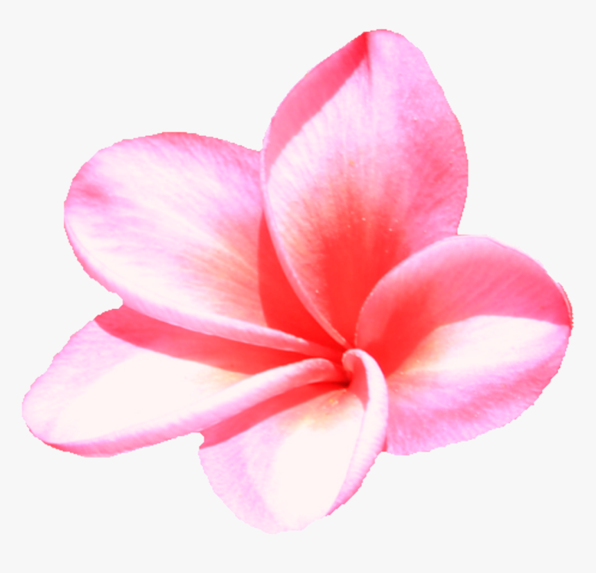 Frangipani, HD Png Download, Free Download