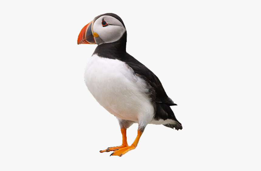 #puffin #bird #pngs #png #lovely Pngs #usewithcredit - Transparent Png Puffin Png, Png Download, Free Download