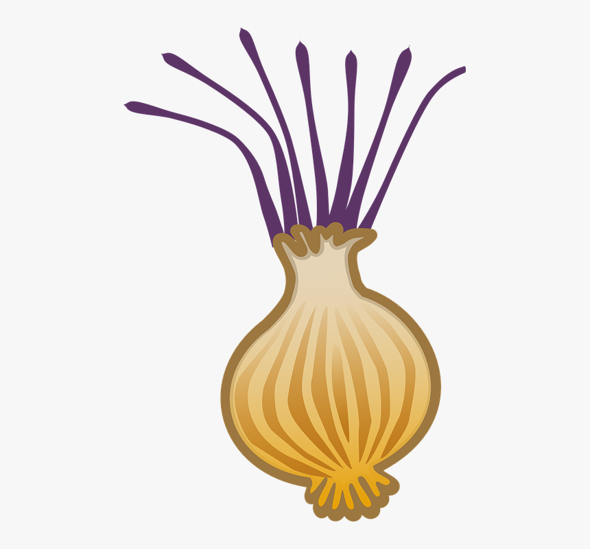 Onion, Allium, Brown Onion, Bulb Onion, Cooking - Bawang Goreng Vector, HD Png Download, Free Download