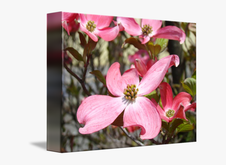 Transparent Spring Dogwood Tree - Flowering Dogwood, HD Png Download, Free Download