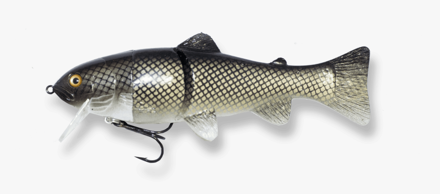 Carp, HD Png Download, Free Download