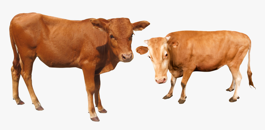 Buffalo Transparent Cow - Cow And Buffalo And Png, Png Download, Free Download