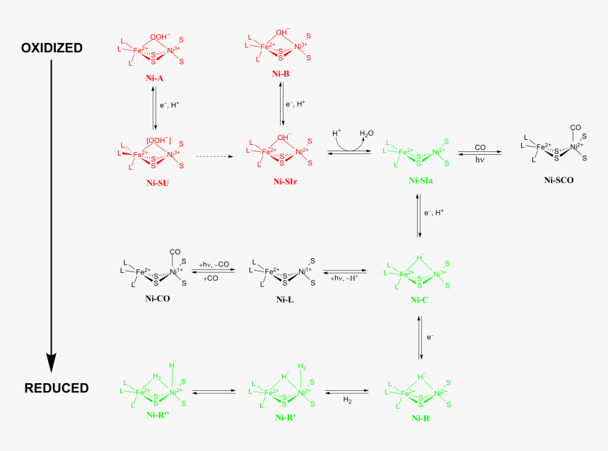 Redox States Of Nife Hydrogenase - Nife Hydrogenase, HD Png Download, Free Download