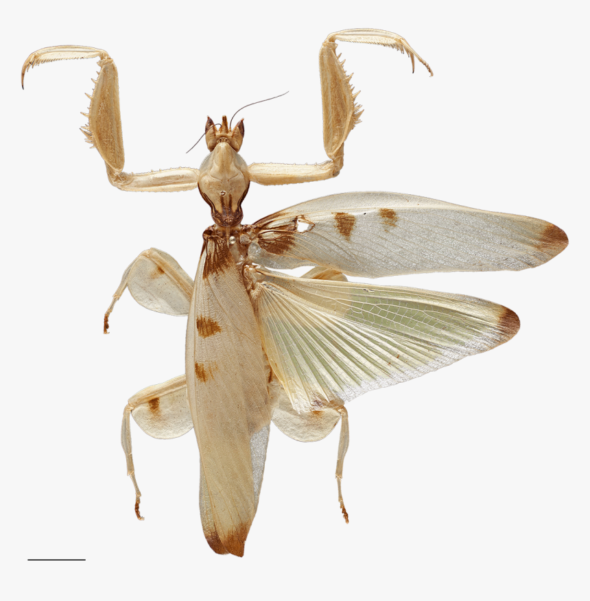 Predation On Pollinating Insects Shaped The Evolution - White Orchid Mantis Wings, HD Png Download, Free Download