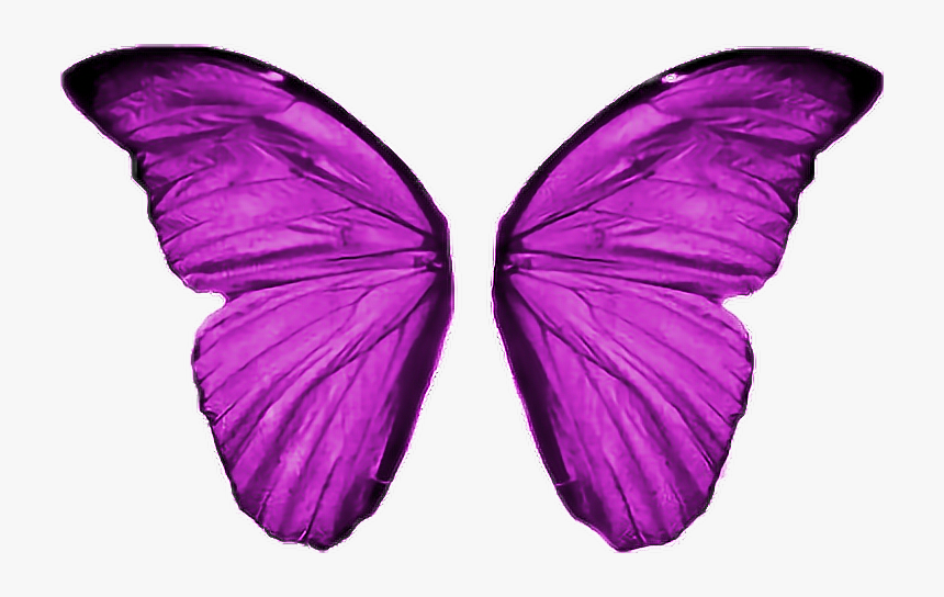 Сложенные крылья бабочки. Крылья бабочки. Крылья бабочки на белом фоне. Бабочки на белом фоне. Крылья бабочки розовые.