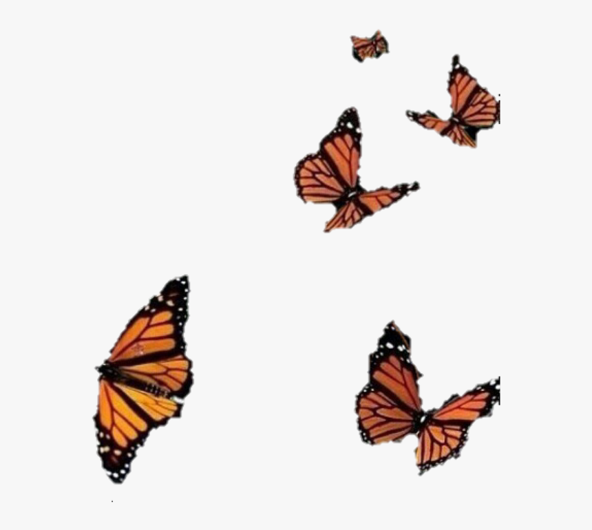 Butterfly Edits, HD Png Download, Free Download