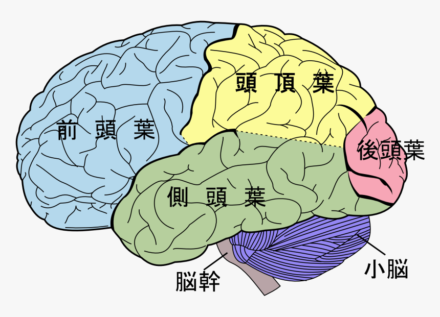 Lobes Of The Brain, HD Png Download, Free Download