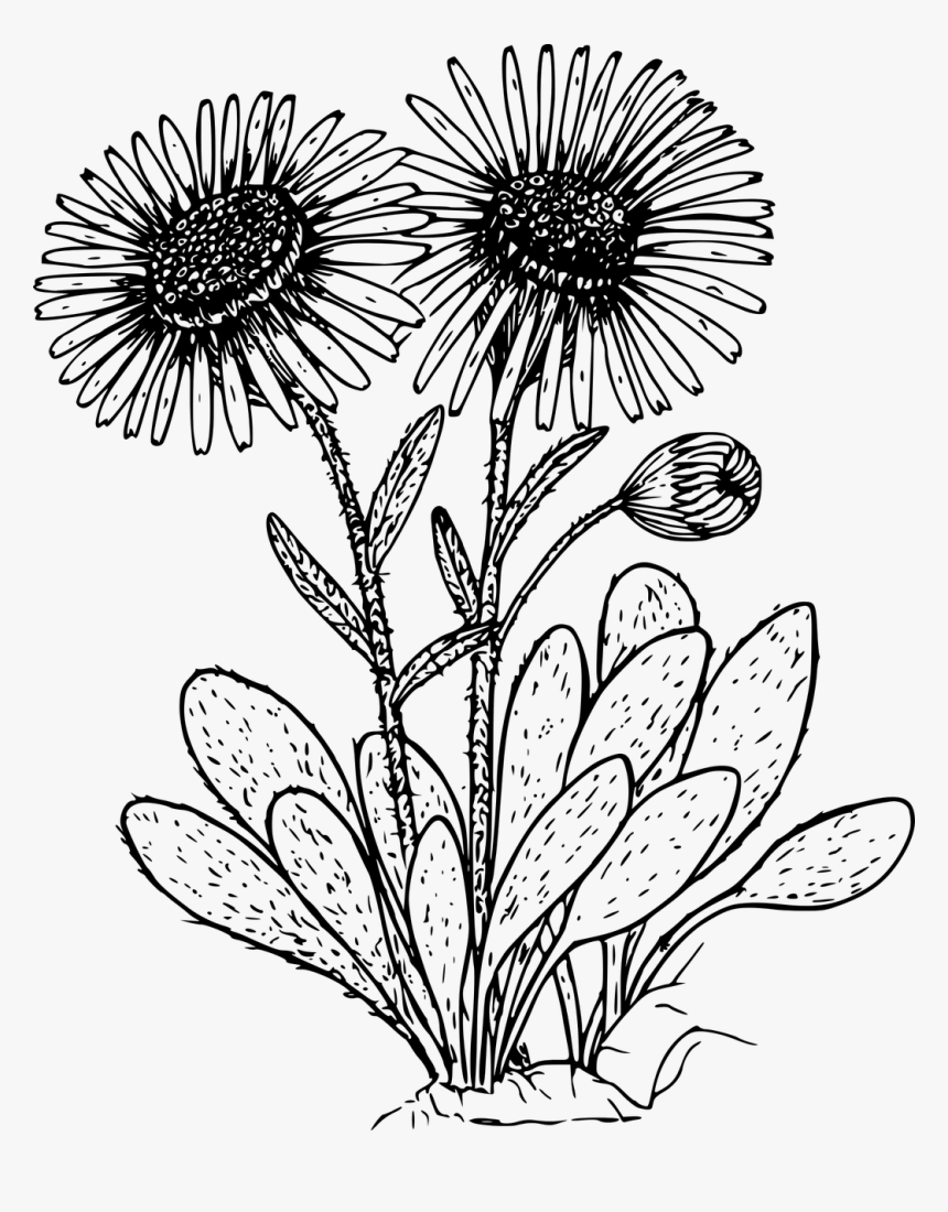 Daisies Clipart Black And White, HD Png Download, Free Download