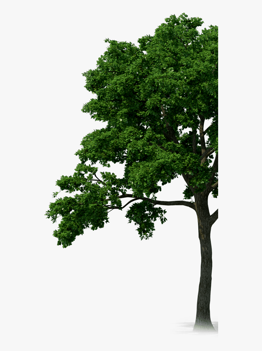 Rainforest Trees Png Graphic Royalty Free Download - Rainforest Tree Png, Transparent Png, Free Download