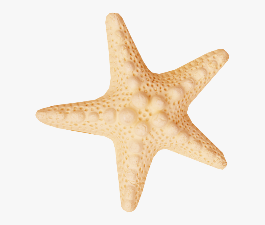 Морские звезды без. Морская звезда. Морская звезда на прозрачном фоне. Морская Звездочка. Морская звезда на белом фоне.