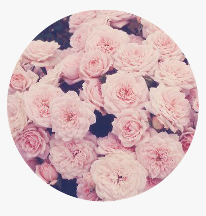 Icon Backround Roses Rose - Pink Aesthetic Pictures Of Roses, HD Png Download, Free Download